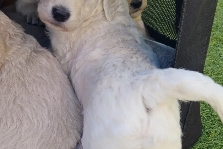Goldendoodle