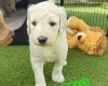 Goldendoodle