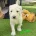 Goldendoodle