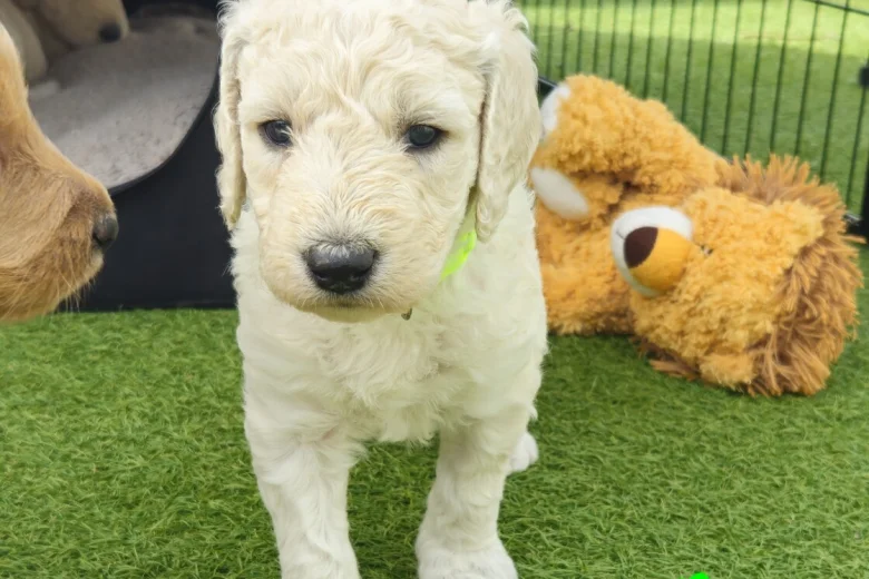 Goldendoodle