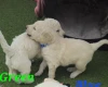 Goldendoodle