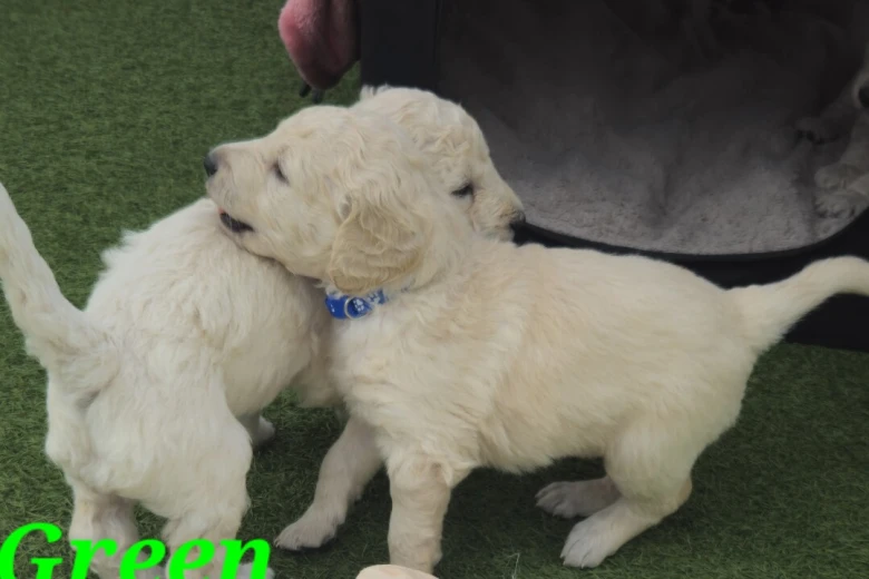Goldendoodle