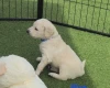 Goldendoodle