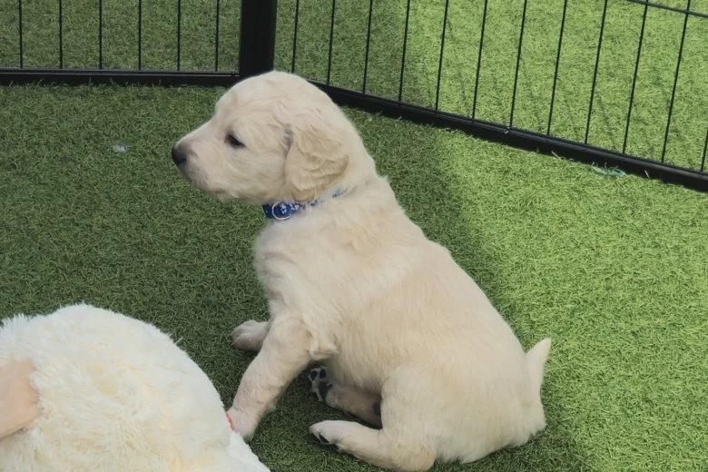 Goldendoodle