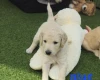 Goldendoodle