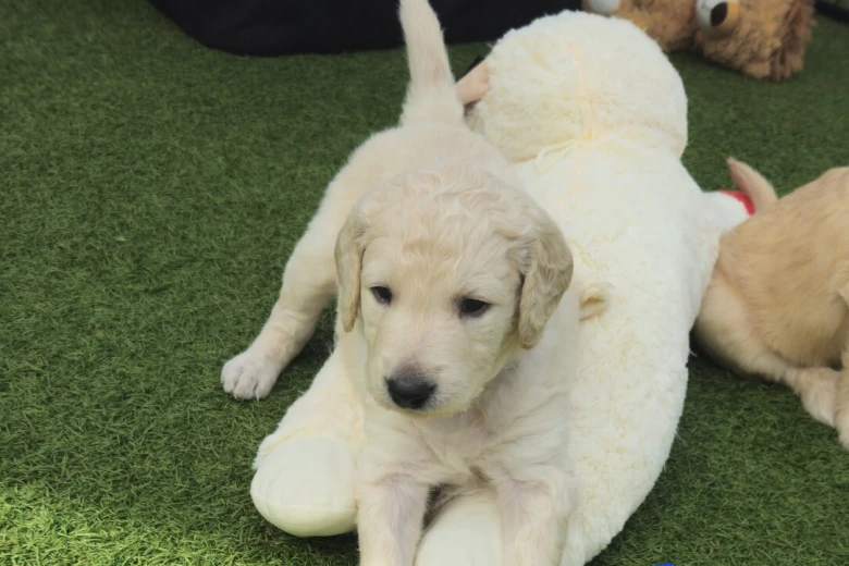 Goldendoodle