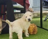 Goldendoodle