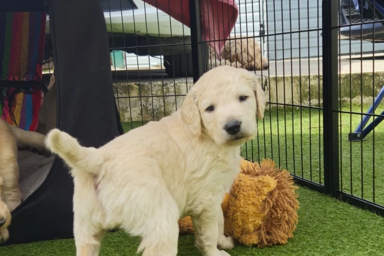Goldendoodle