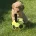 Goldendoodle