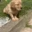 Goldendoodle