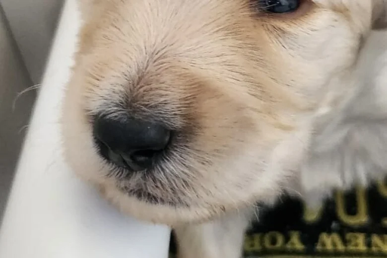 Goldendoodle