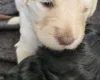Goldendoodle