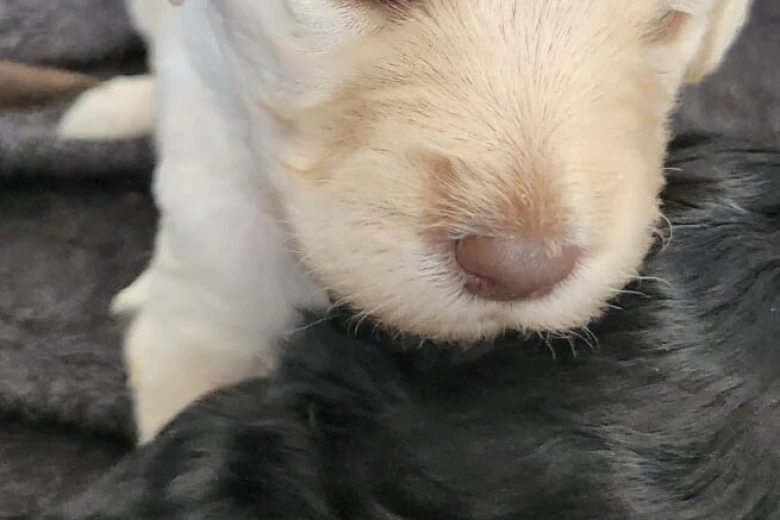 Goldendoodle