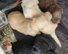 Goldendoodle