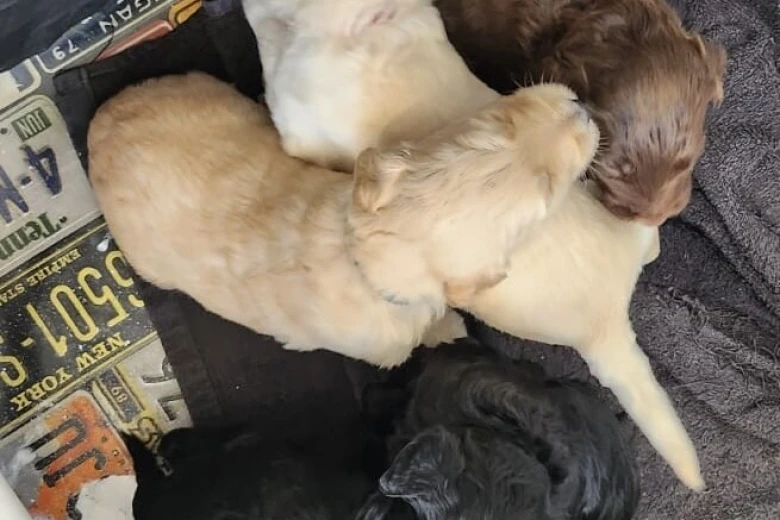 Goldendoodle