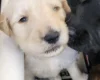 Goldendoodle