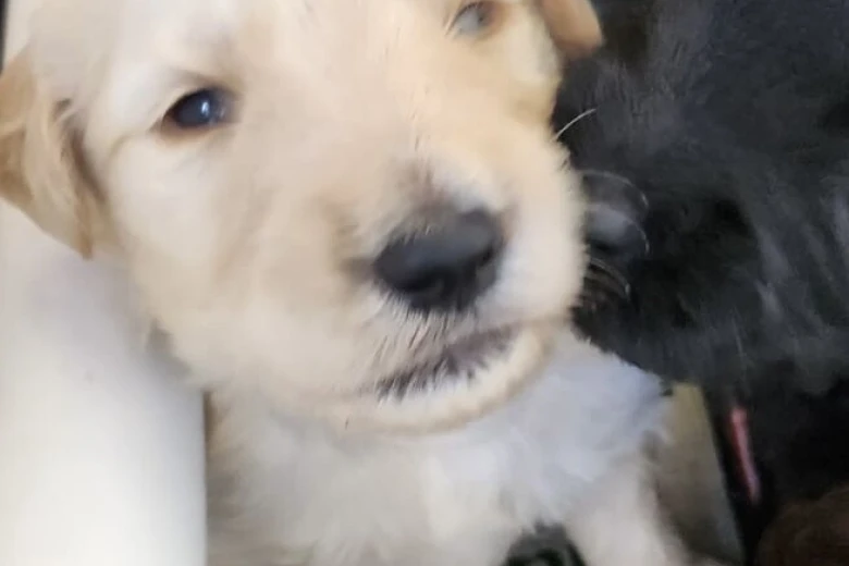 Goldendoodle