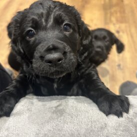Cocker Spaniel (Working)
