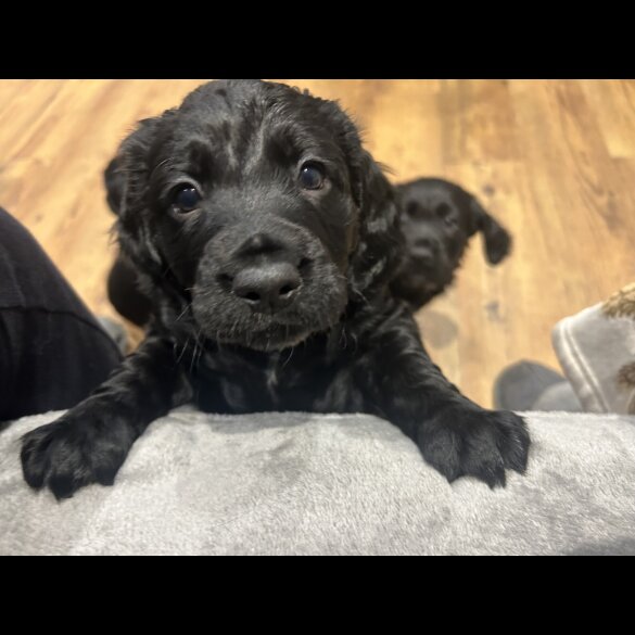 Cocker Spaniel (Working)