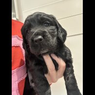 Cocker Spaniel (Working)