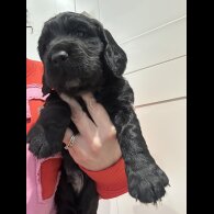 Cocker Spaniel (Working)