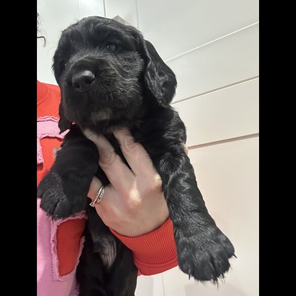 Cocker Spaniel (Working)