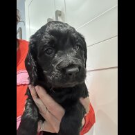 Cocker Spaniel (Working)