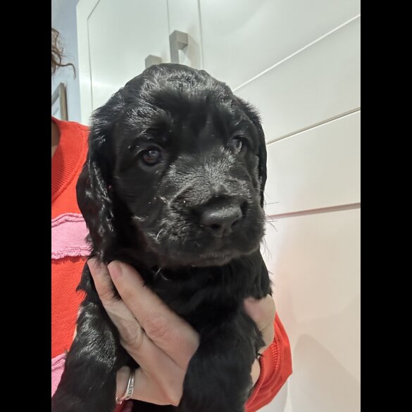 Cocker Spaniel (Working)