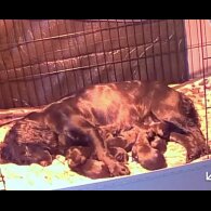 Cocker Spaniel (Working)