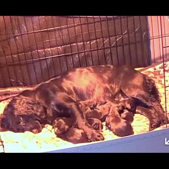 Cocker Spaniel (Working)