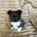 Chihuahua Long Coat