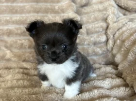 Chihuahua Long Coat