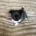 Chihuahua Long Coat