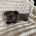 Chihuahua Long Coat