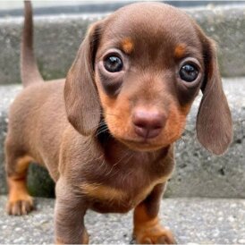 Dachshund (Miniature Smooth Haired)
