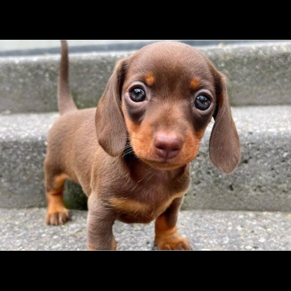 Dachshund (Miniature Smooth Haired)