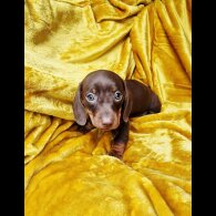 Dachshund (Miniature Smooth Haired)