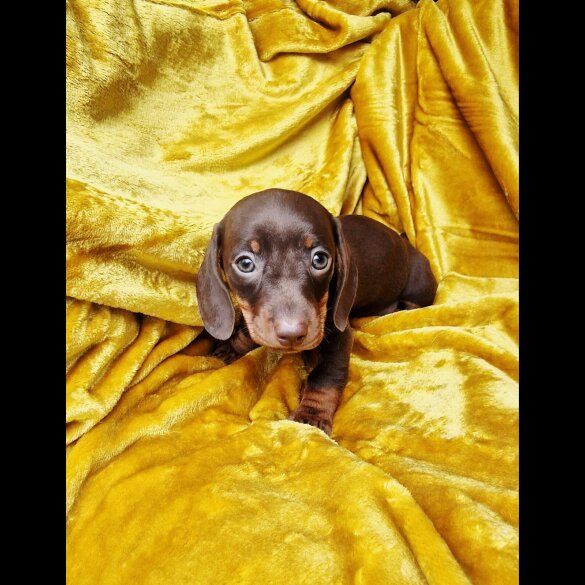 Dachshund (Miniature Smooth Haired)