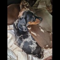 Dachshund (Miniature Smooth Haired)