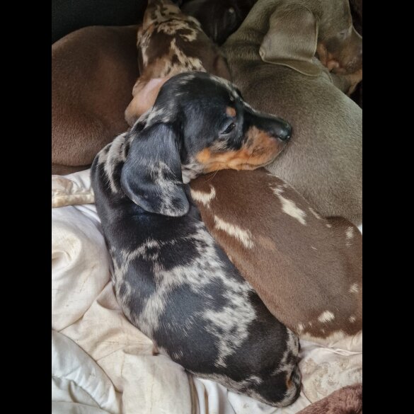 Dachshund (Miniature Smooth Haired)