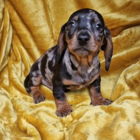 Dachshund (Miniature Smooth Haired)