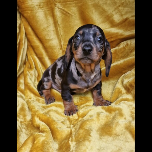 Dachshund (Miniature Smooth Haired)