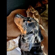 Dachshund (Miniature Smooth Haired)