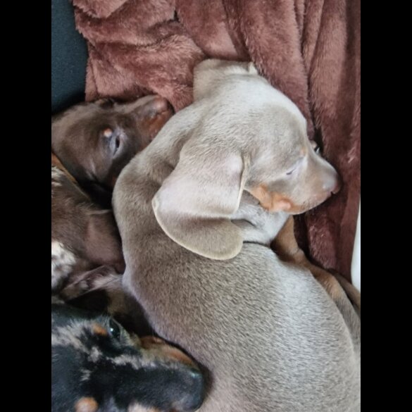 Dachshund (Miniature Smooth Haired)