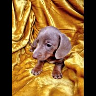 Dachshund (Miniature Smooth Haired)