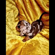 Dachshund (Miniature Smooth Haired)