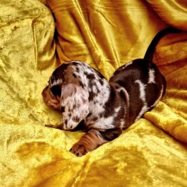 Dachshund (Miniature Smooth Haired)