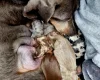 Dachshund (Miniature Smooth Haired)