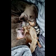 Dachshund (Miniature Smooth Haired)