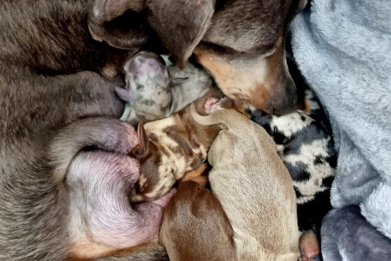 Dachshund (Miniature Smooth Haired)